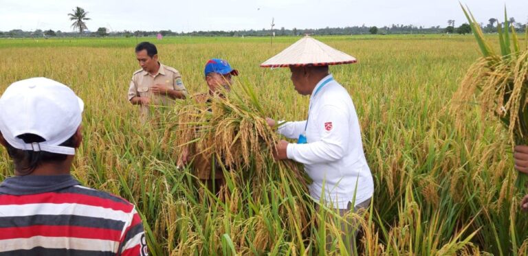 Panen Padi di Bulungan Quartal.id