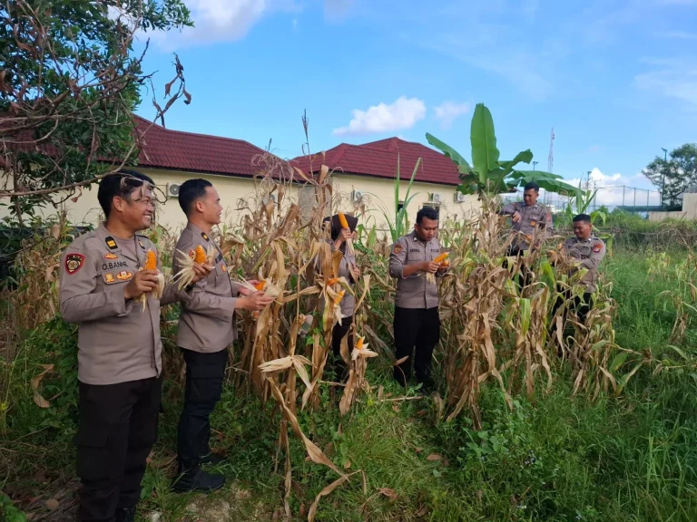 Sejumlah personel memperlihatkan tanaman jagung yang sudah siap panen. IST